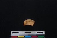 梅花鹿骨藏品圖，第3張