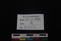 梅花鹿骨藏品圖，第4張