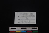 梅花鹿骨藏品圖，第5張