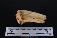 梅花鹿骨藏品圖，第1張