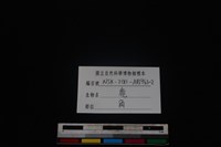 梅花鹿骨藏品圖，第3張