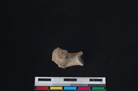 梅花鹿骨藏品圖，第2張