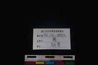 梅花鹿骨藏品圖，第3張