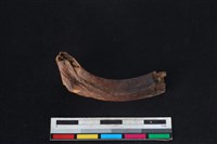 梅花鹿骨藏品圖，第1張