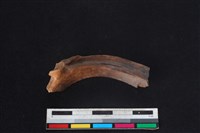 梅花鹿骨藏品圖，第2張