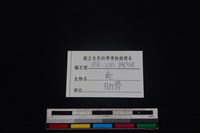 梅花鹿骨藏品圖，第3張