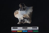 梅花鹿骨藏品圖，第2張