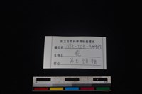 梅花鹿骨藏品圖，第3張