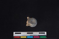 梅花鹿骨藏品圖，第1張