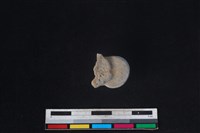 梅花鹿骨藏品圖，第2張