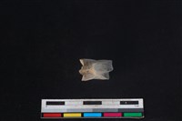 梅花鹿骨藏品圖，第3張