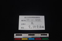 梅花鹿骨藏品圖，第4張