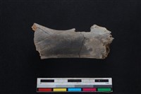 梅花鹿骨藏品圖，第1張