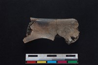 梅花鹿骨藏品圖，第2張