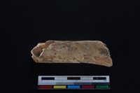 梅花鹿骨藏品圖，第2張