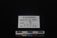 梅花鹿骨藏品圖，第3張