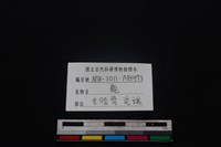 梅花鹿骨藏品圖，第3張