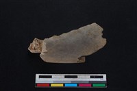 梅花鹿骨藏品圖，第1張