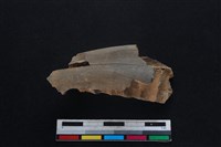 梅花鹿骨藏品圖，第2張