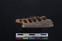 梅花鹿骨藏品圖，第3張