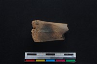 梅花鹿骨藏品圖，第1張