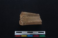 梅花鹿骨藏品圖，第2張