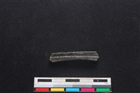 梅花鹿骨藏品圖，第2張