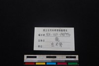 梅花鹿骨藏品圖，第3張