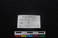 梅花鹿骨藏品圖，第3張