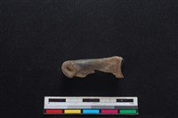 梅花鹿骨藏品圖，第1張