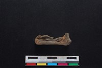 梅花鹿骨藏品圖，第2張