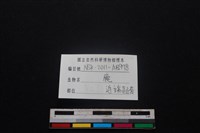 梅花鹿骨藏品圖，第3張