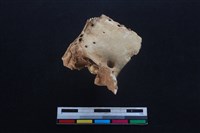 梅花鹿骨藏品圖，第1張