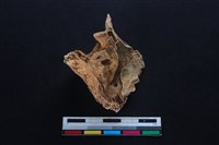 梅花鹿骨藏品圖，第2張