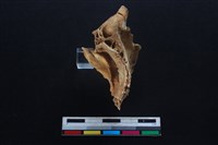 梅花鹿骨藏品圖，第3張