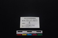 梅花鹿骨藏品圖，第4張