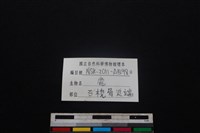 梅花鹿骨藏品圖，第3張