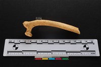 梅花鹿骨藏品圖，第1張