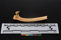 梅花鹿骨藏品圖，第2張