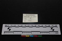 梅花鹿骨藏品圖，第3張