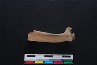 梅花鹿骨藏品圖，第1張