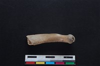 梅花鹿骨藏品圖，第2張