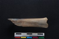 梅花鹿骨藏品圖，第1張