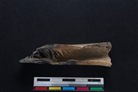 梅花鹿骨藏品圖，第2張