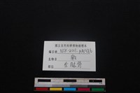 梅花鹿骨藏品圖，第3張