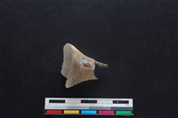 梅花鹿骨藏品圖，第1張