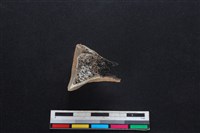 梅花鹿骨藏品圖，第2張