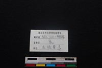 梅花鹿骨藏品圖，第3張