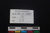 梅花鹿骨藏品圖，第3張