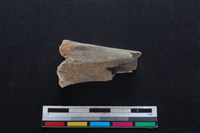 梅花鹿骨藏品圖，第1張